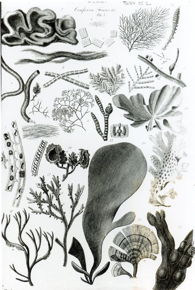 Conferra Fucus 作者 英语学校